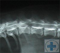 Миелография грудо-поясничного отдела позвоночника у собаки. Определяется грыжа медпозвонкового диска L1-L2