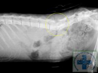 Лечение перелома позвоночника у котенка thumbnail