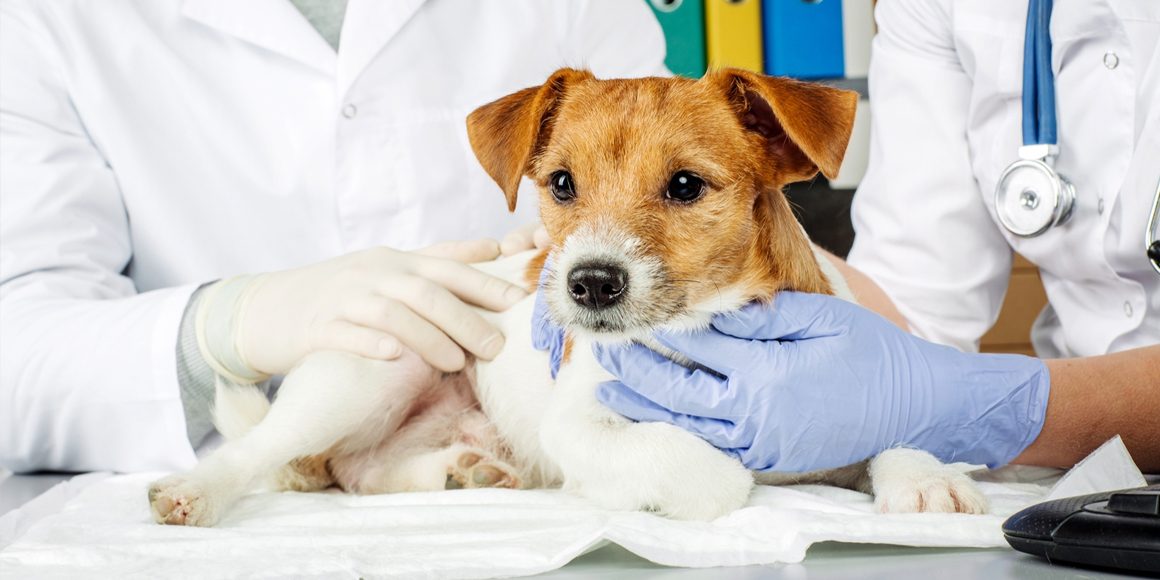 Буллёзная эмфизема лёгких у собак