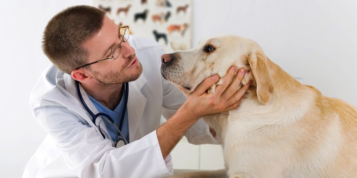 Миастения гравис у животных