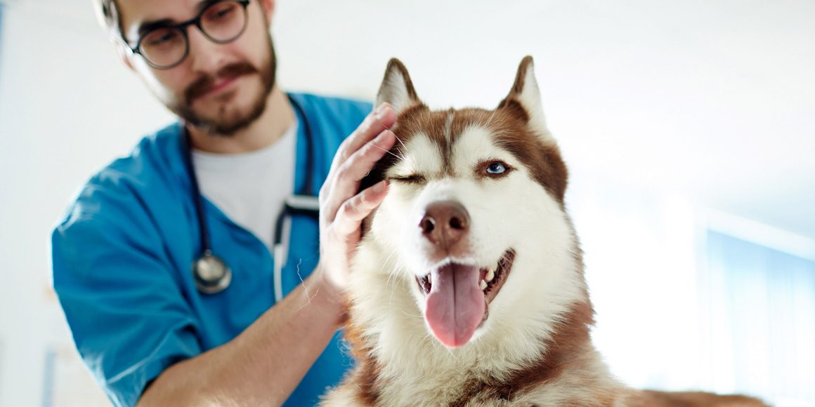 Лечение опухоли средостения у собаки