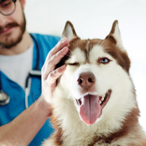 Ударно-волновая терапия у собак
