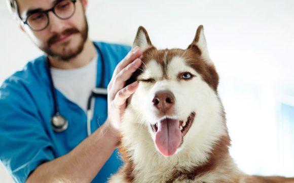 Лечение опухоли средостения у собаки