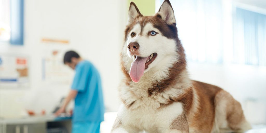 Проблемы с мочеиспусканием у собаки после операции на позвоночнике - Форум