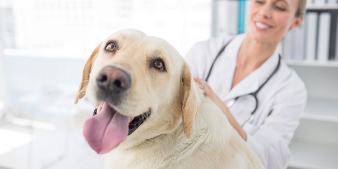 Почечная недостаточность у кошек и собак Почечная недостаточность у кошек и собак