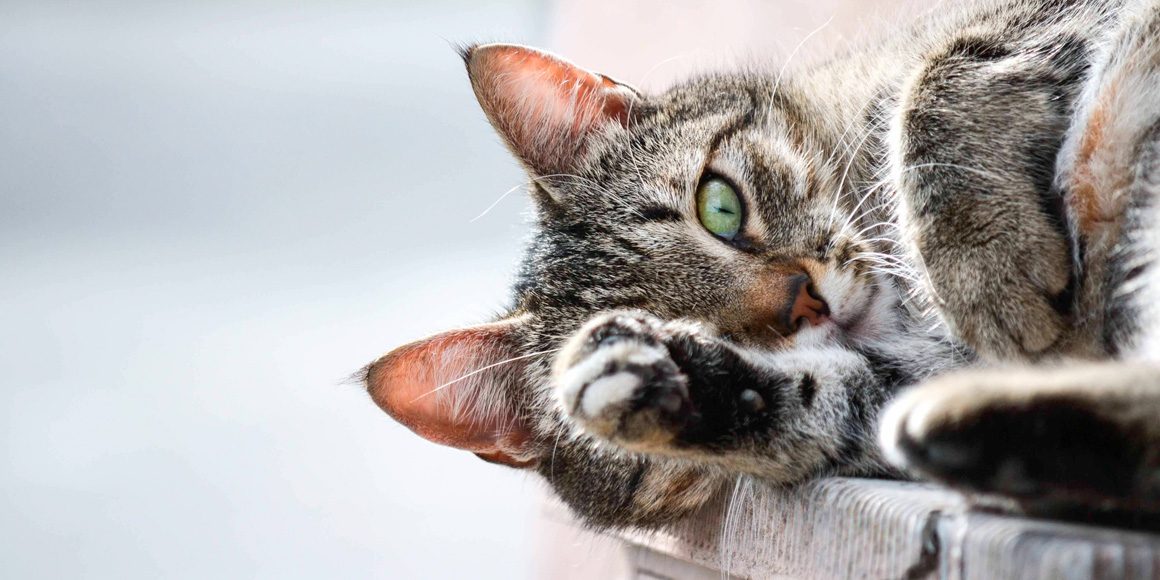 Сахарный диабет собак и кошек