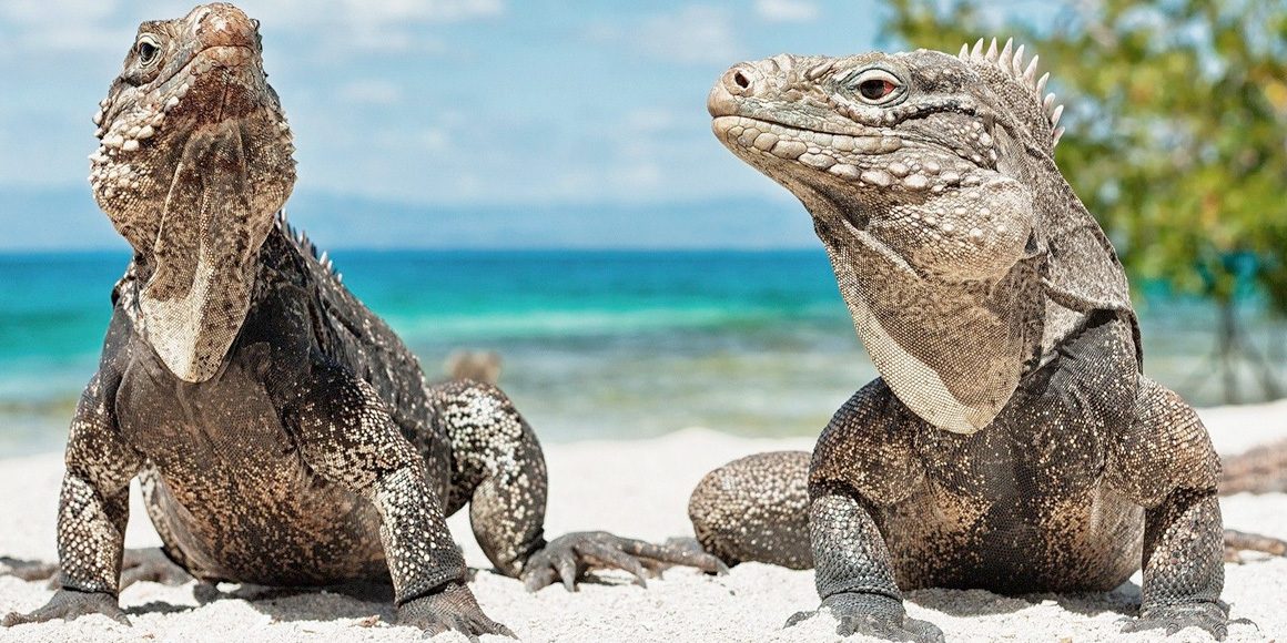 Стресс у рептилий и как его избежать