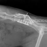 Рентген. Фиксация перелома позвоночника у кошки