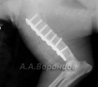 Спиральный перелом плечевой кости со смещением у собаки