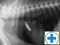 Расположение баллона для ангиопластики в проекции устья аорты у собаки