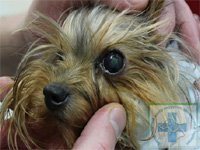 нейрогенный кератит у собаки диагностика и лечение