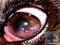 герпетический кератит у собаки диагностика и лечение