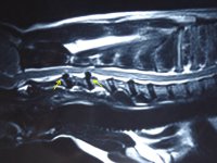 МРТ-исследование шеи у собаки