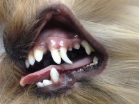 Смена молочных зубов у щенков. Что делать, если зубки не выпадают?