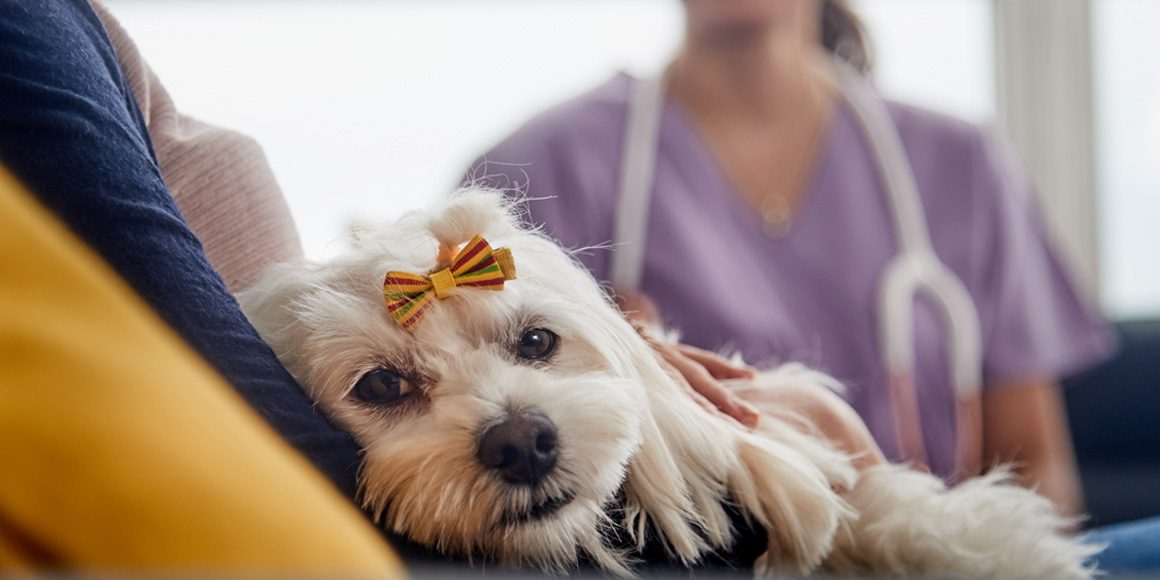 Эхинококкоз (ленточный червь) у собак