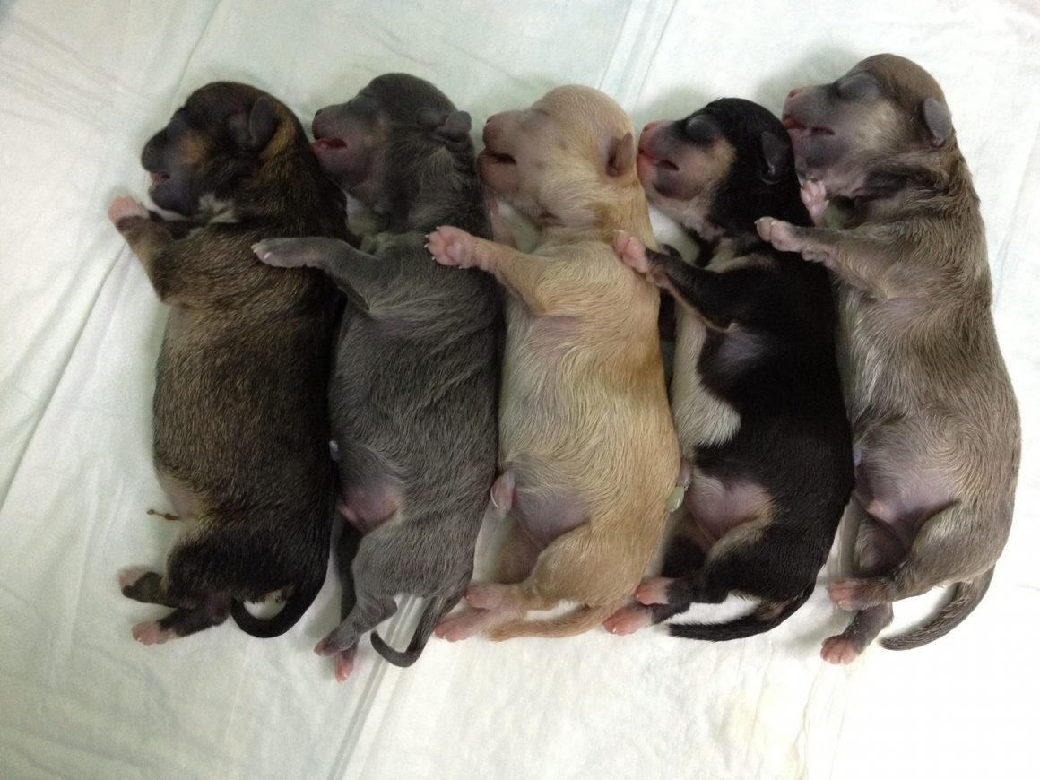 Беременность у собак (подготовка, ведение, родовспоможение) Беременность у собак (подготовка, ведение, родовспоможение)