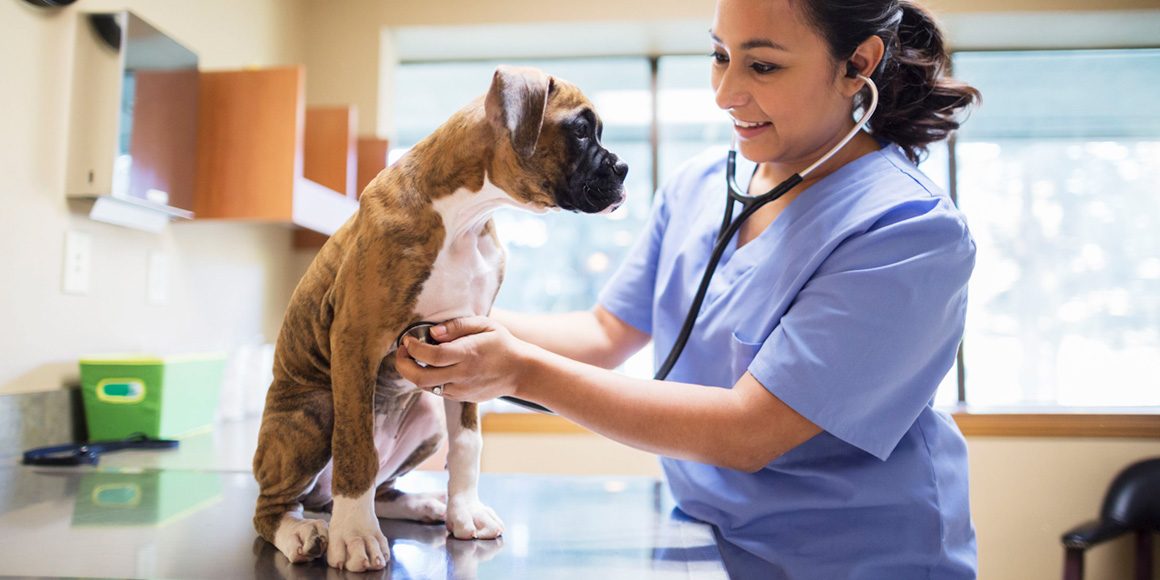 Опухоль сердца у собаки боксёр