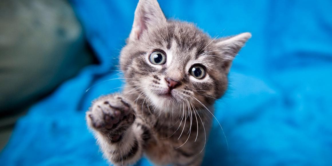 Рестриктивная кардиомиопатия у кошек