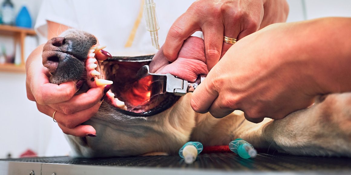 Паралич гортани у собак. Диагностика и лечение Паралич гортани у собак. Диагностика и лечение