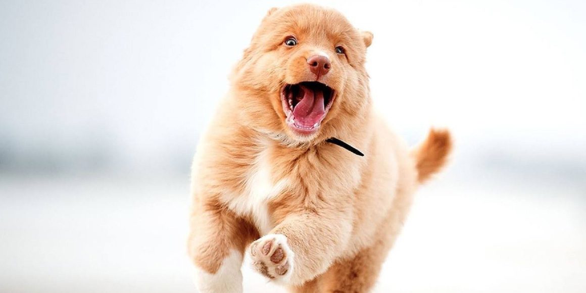 Остеоартрит суставов грудной конечности у собак Остеоартрит суставов грудной конечности у собак