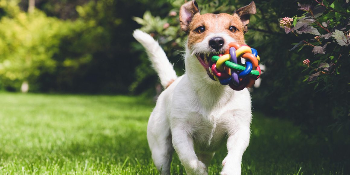 Инородные тела в желудке у кошек и собак