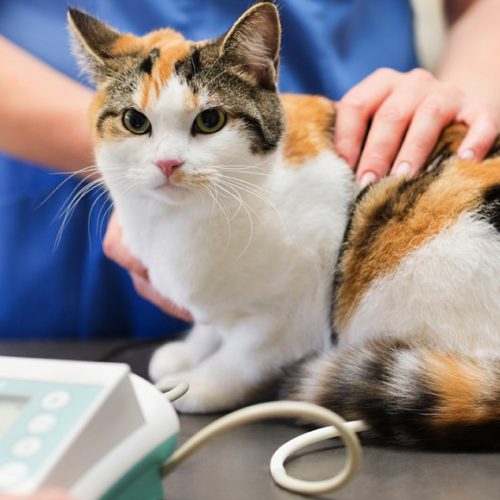 Тромбоэмболия сосудов у кошек при ГКМП