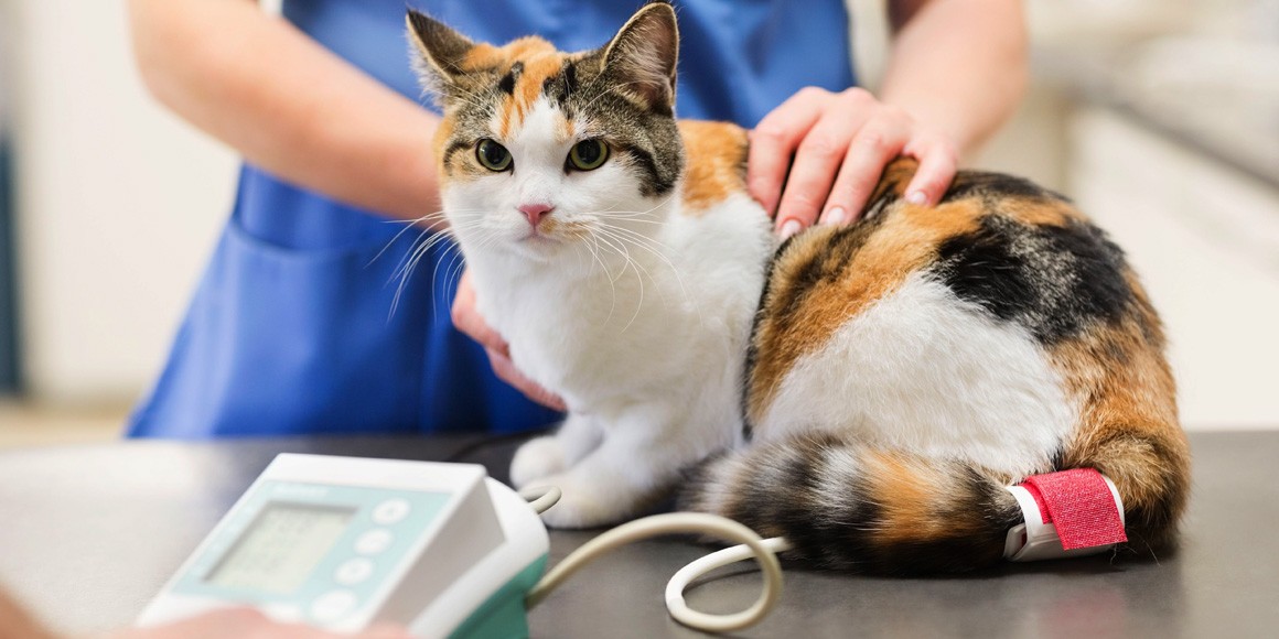 Тромбоэмболия сосудов у кошек при кардиомиопатии