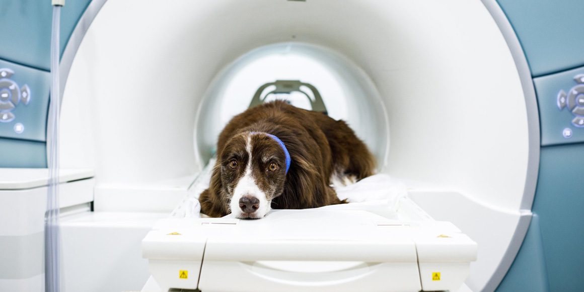 МРТ и КТ у кошек и собак