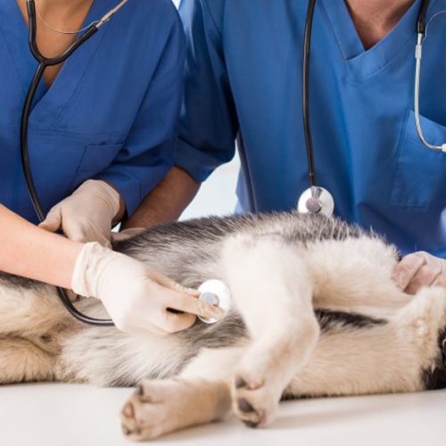 Диагностика и лечение лимфангиэктазии у собак
