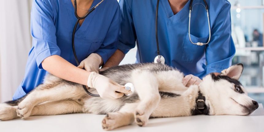 Диагностика и лечение лимфангиэктазии у собак