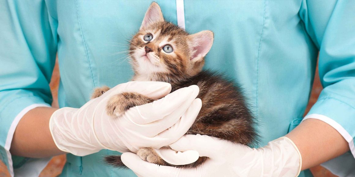 Калицивирусная инфекция кошек