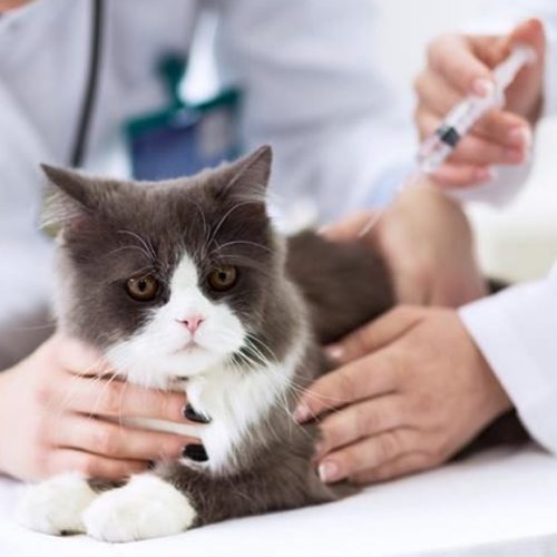 Лечение инсулинзависимого сахарного диабета у кошек радиоволновым сканированием