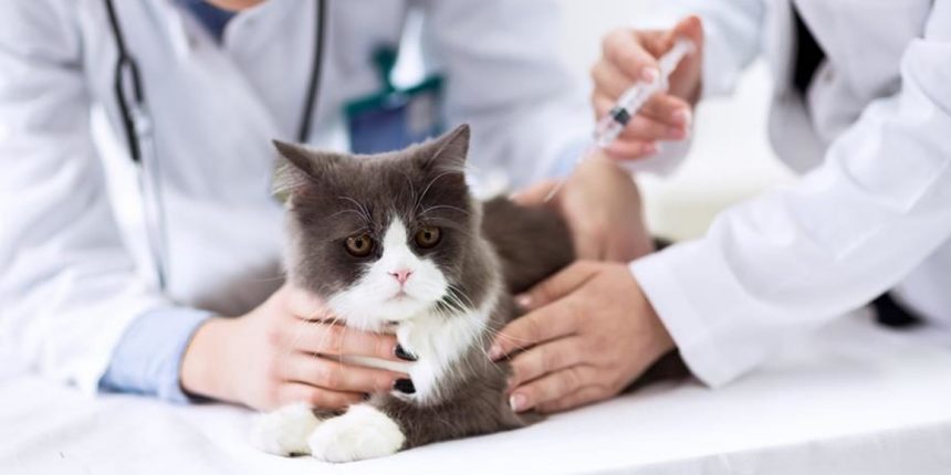 Лечение инсулинзависимого сахарного диабета у кошек радиоволновым сканированием