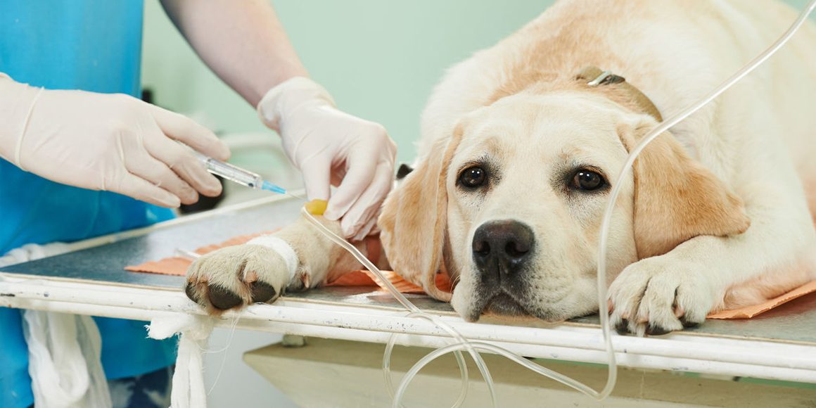 Портосистемные шунты у собак