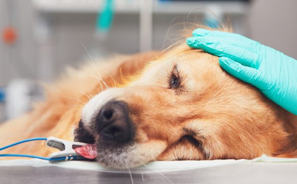 Хирургическое лечение дирофиляриоза у собак