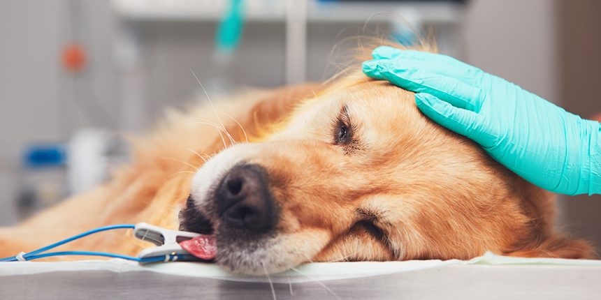 Хирургическое лечение дирофиляриоза у собак