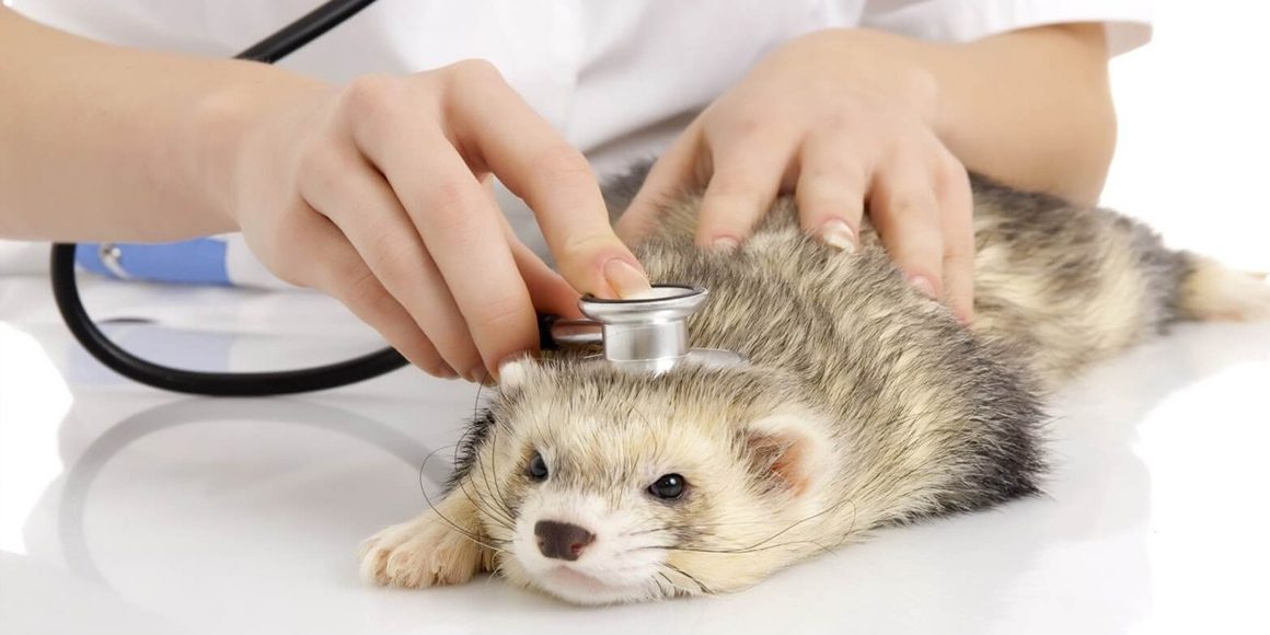 О необходимости постановки биоимпланта хорькам