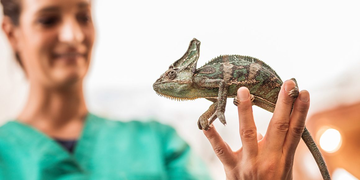 Рекомендации по содержанию рептилий