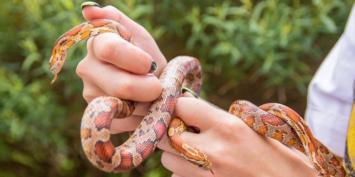 Герпетология