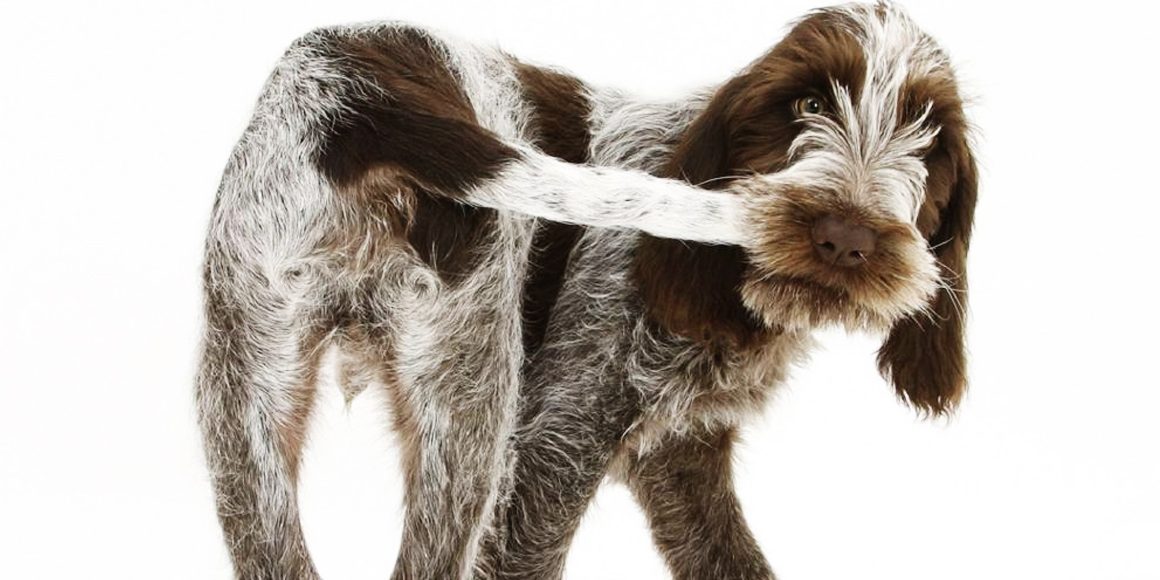 Хирургическое лечение залома хвоста у собак Хирургическое лечение залома хвоста у собак