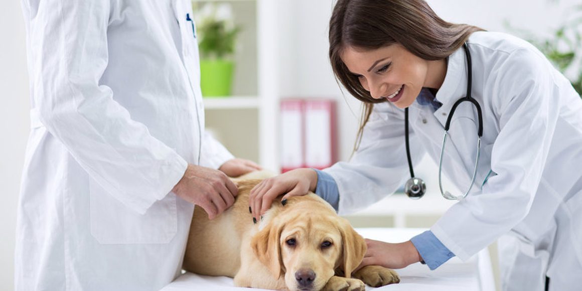 Гипотиреоз у кошек и собак