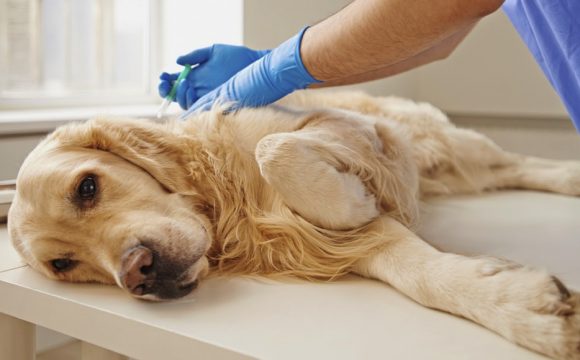 Цистоскопия домашних животных