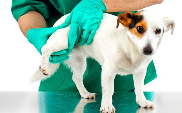 Тройная остеотомия таза в лечении дисплазии у собак