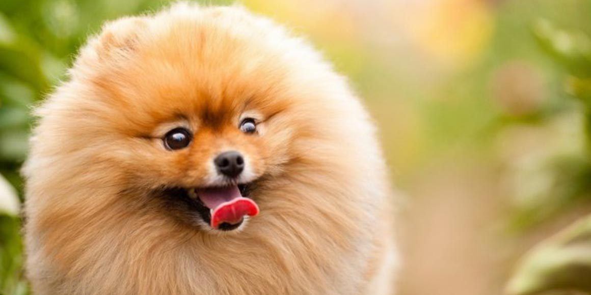 Остеохондропатии коленного сустава у собак