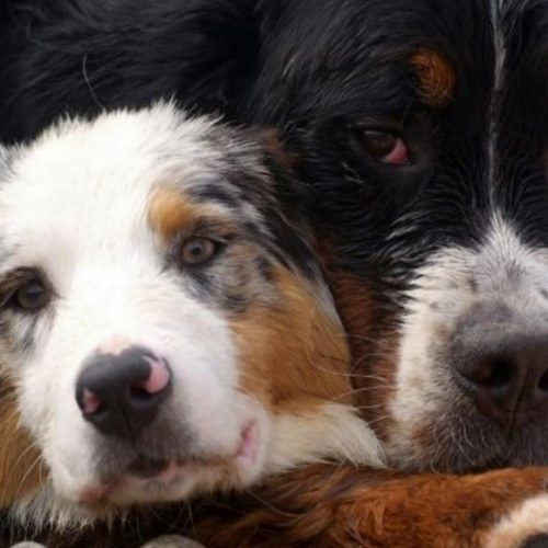 Лечение рака у собак и кошек вакцинацией