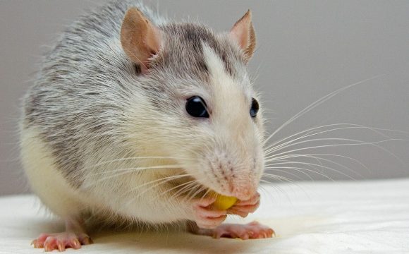 Опухоли у декоративных крыс