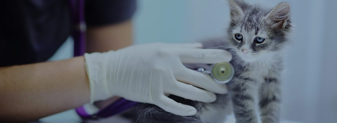 Стеноз клапана легочной артерии у кошек и собак Стеноз клапана легочной артерии у кошек и собак