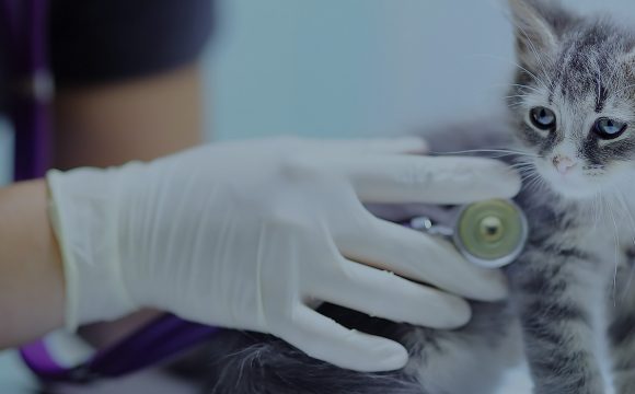 Стеноз клапана легочной артерии у кошек и собак