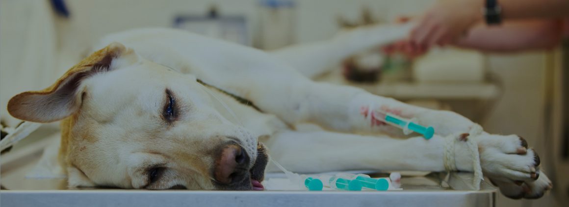 Опухоли сердца у собак