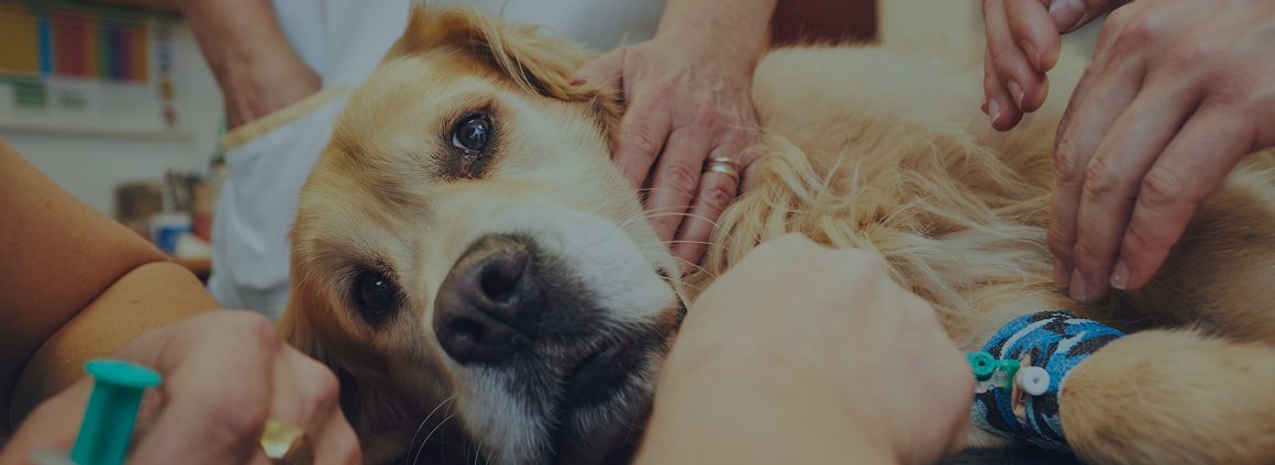 Стеноз устья аорты у собаки (баллонная ангиопластика)